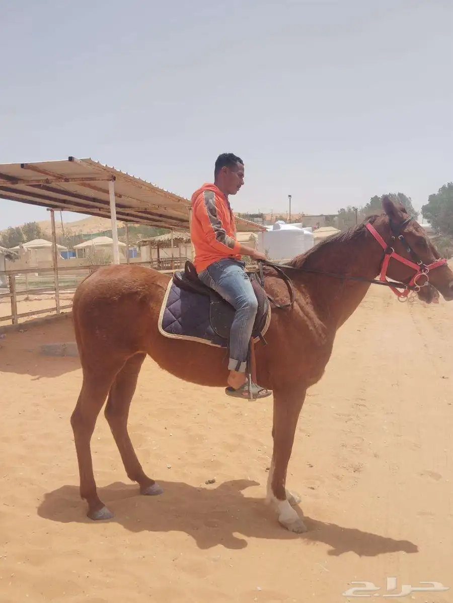 خيل للبيع على السوم 1