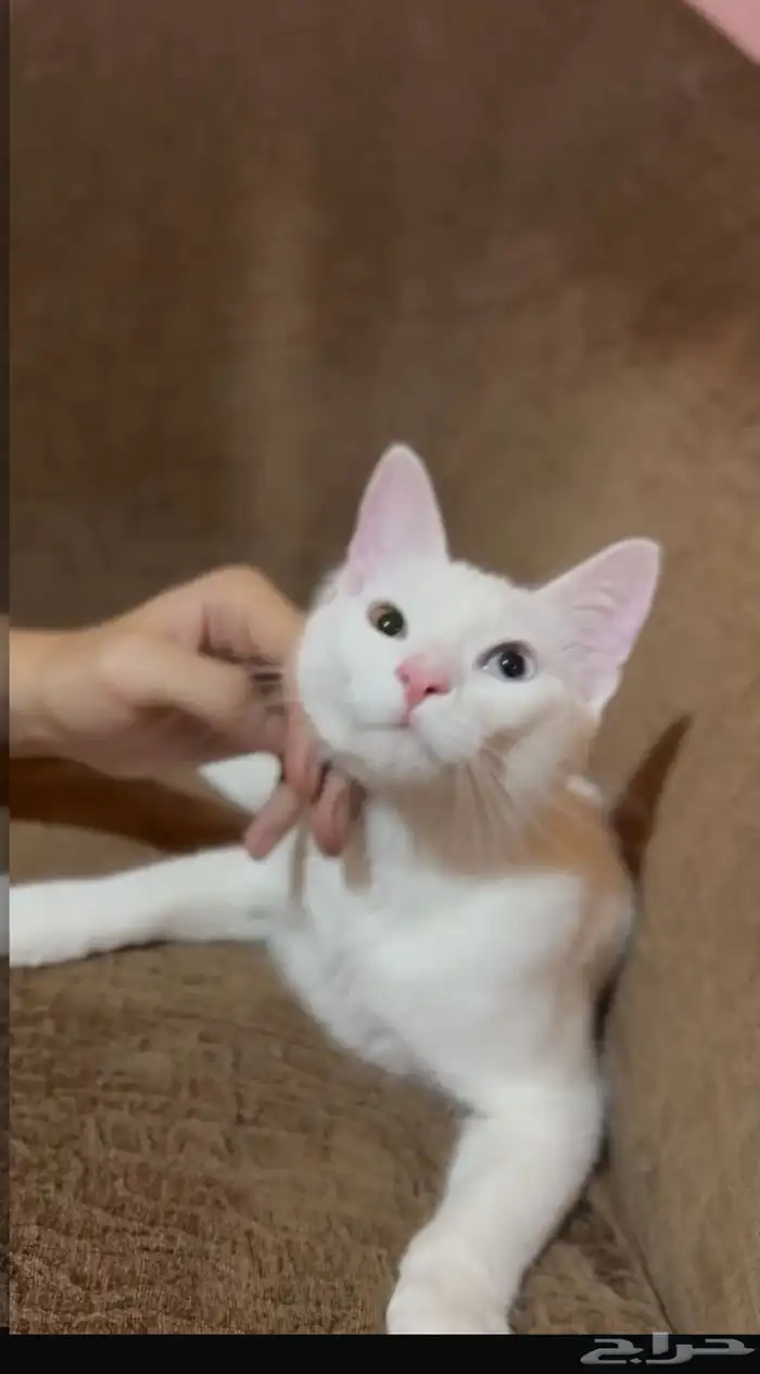 قط ذكر تائه عيون ملونه 2