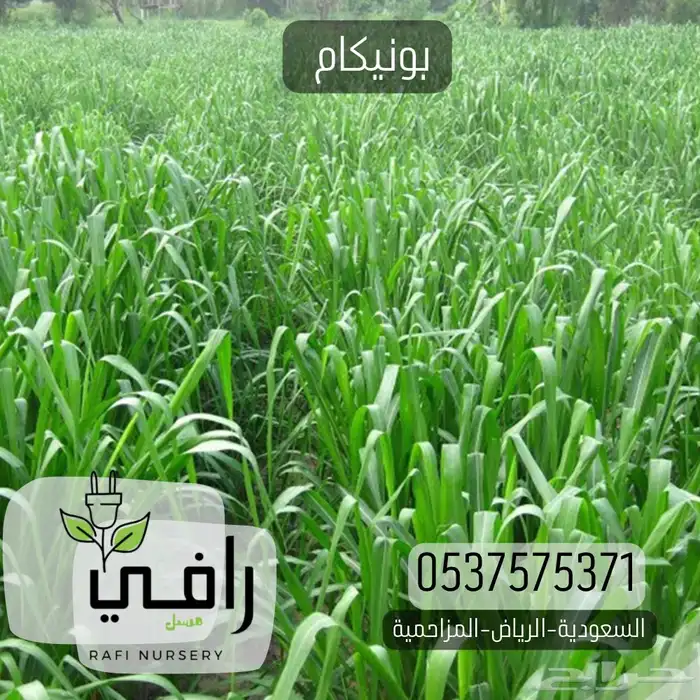 شتلات بونيكام 0