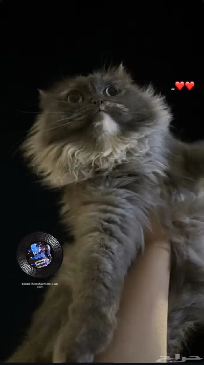قطه لها شهر ضايعه 0