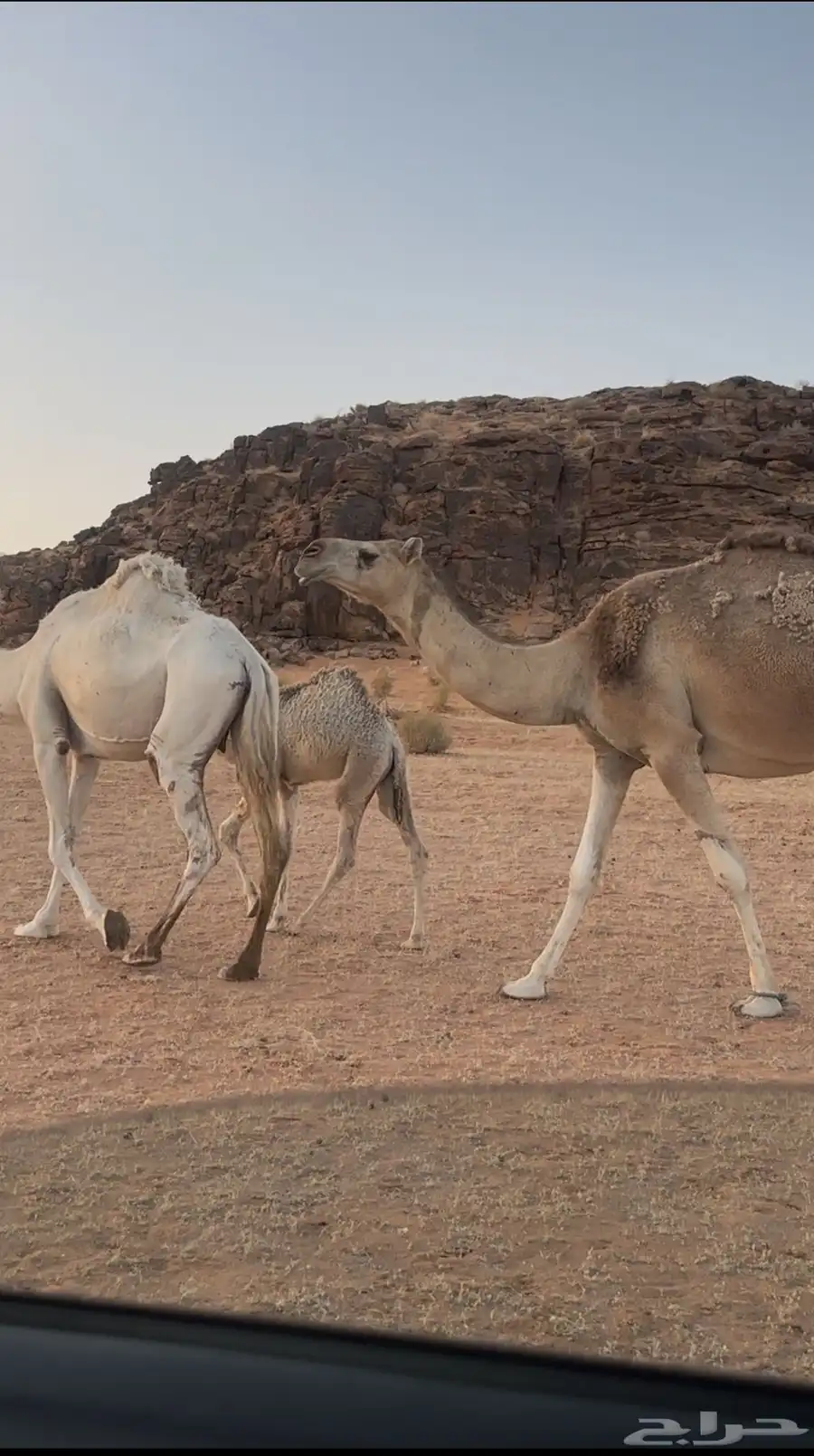 خلفه شقحا اول ولده له ثنيه طيبه 0