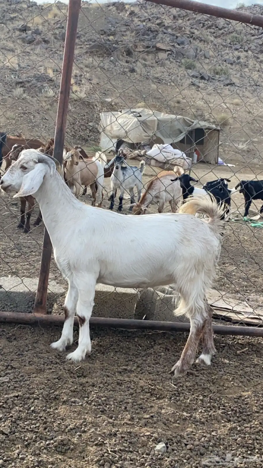 معزا للبيع 1
