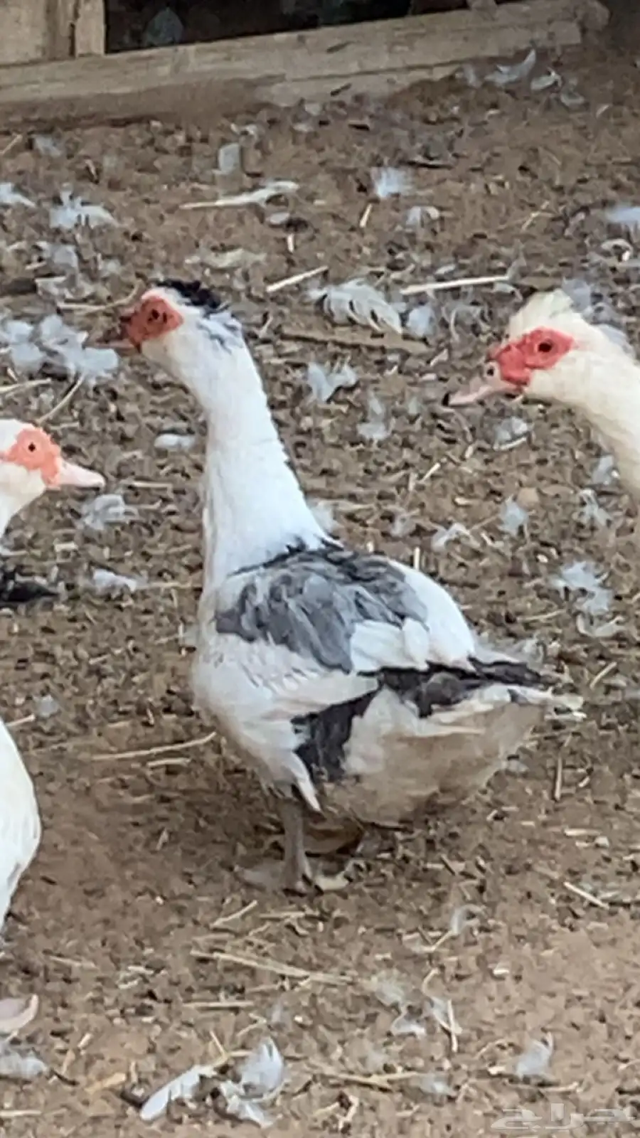 بح مسكوفي ذكور واناثي بياض وبشاير 4