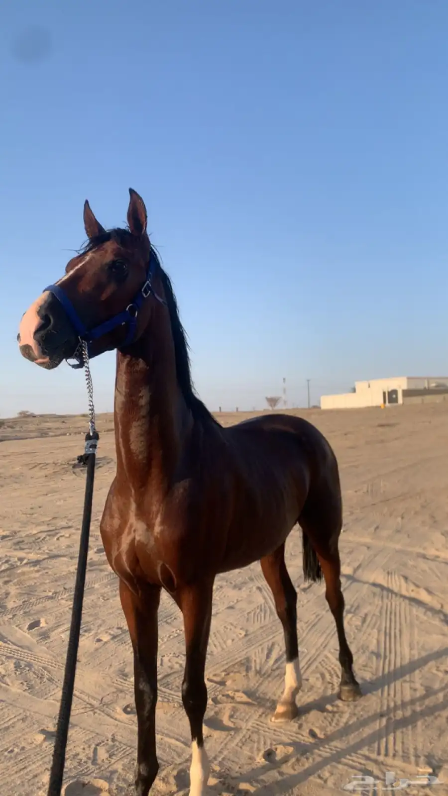 حصان شعبي كفو وسبوق ومحقق 4