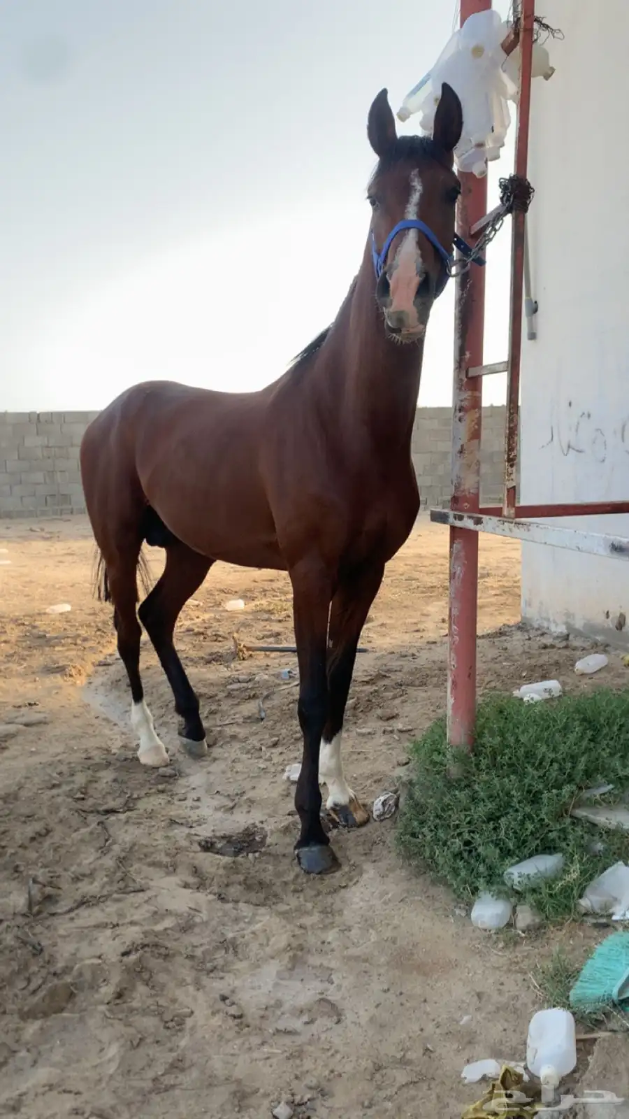 حصان شعبي كفو وسبوق ومحقق 1