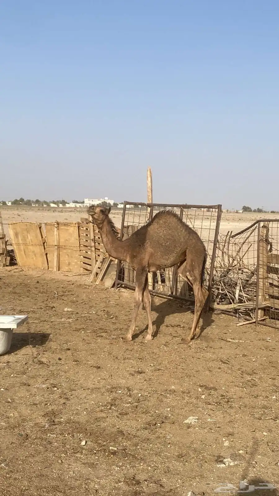 للبيع بكره عمره 5شهور. تحت امه حليب نقبل بدل في بكره 1