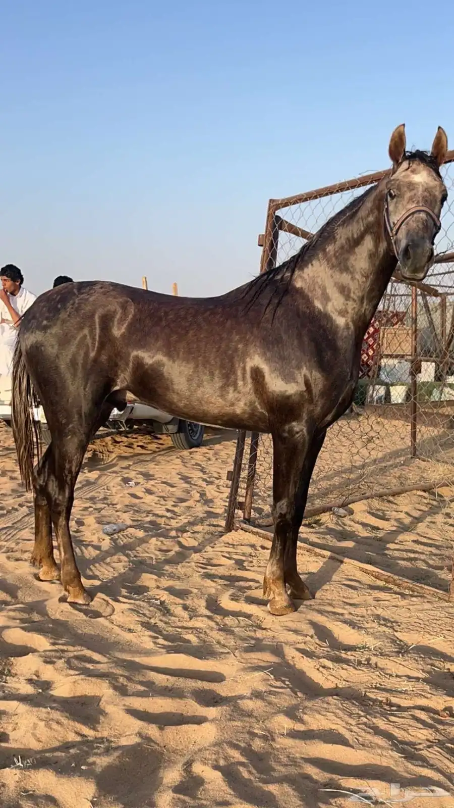 حصان شعبي 4