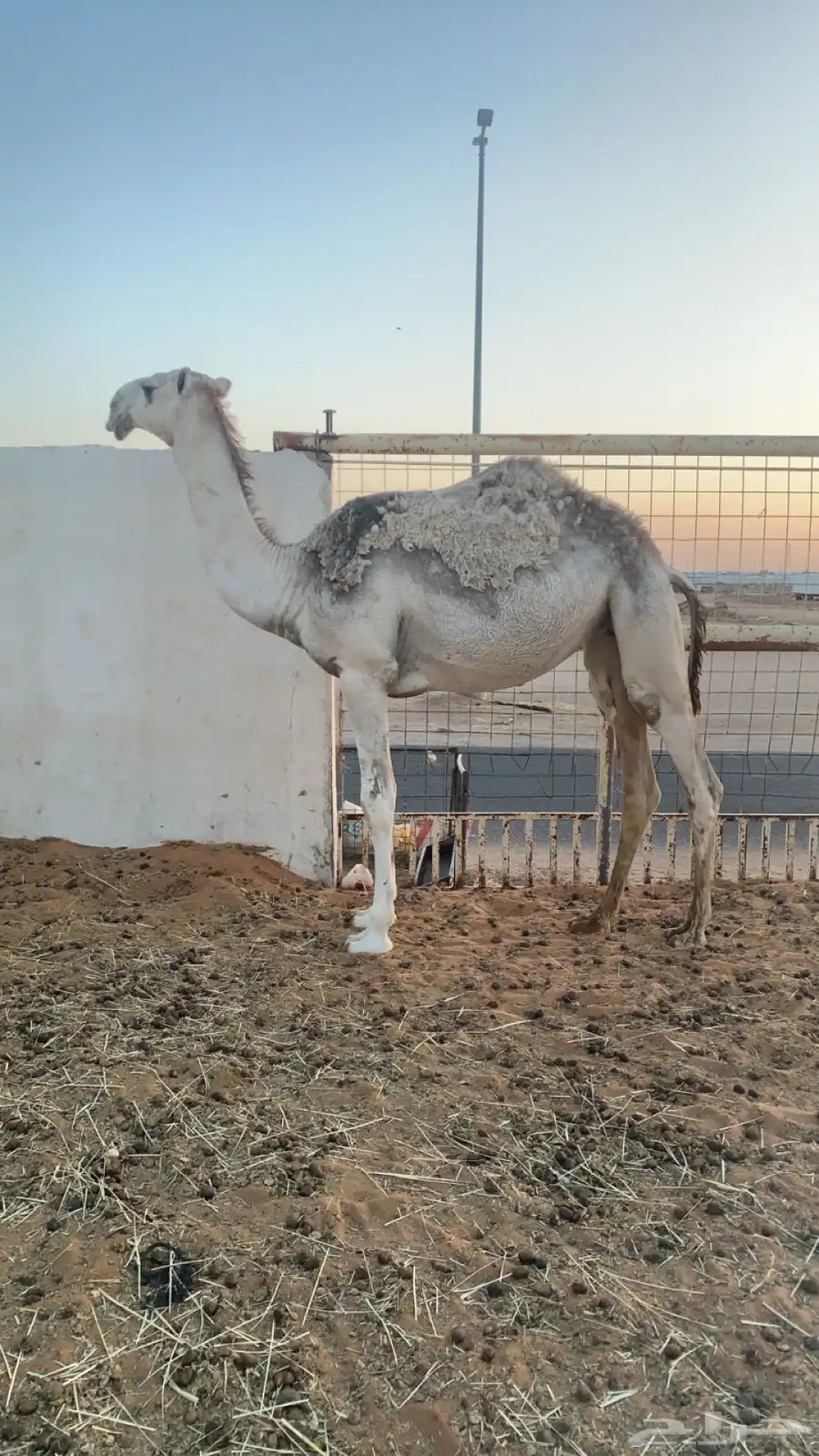 بكره مقروده 5