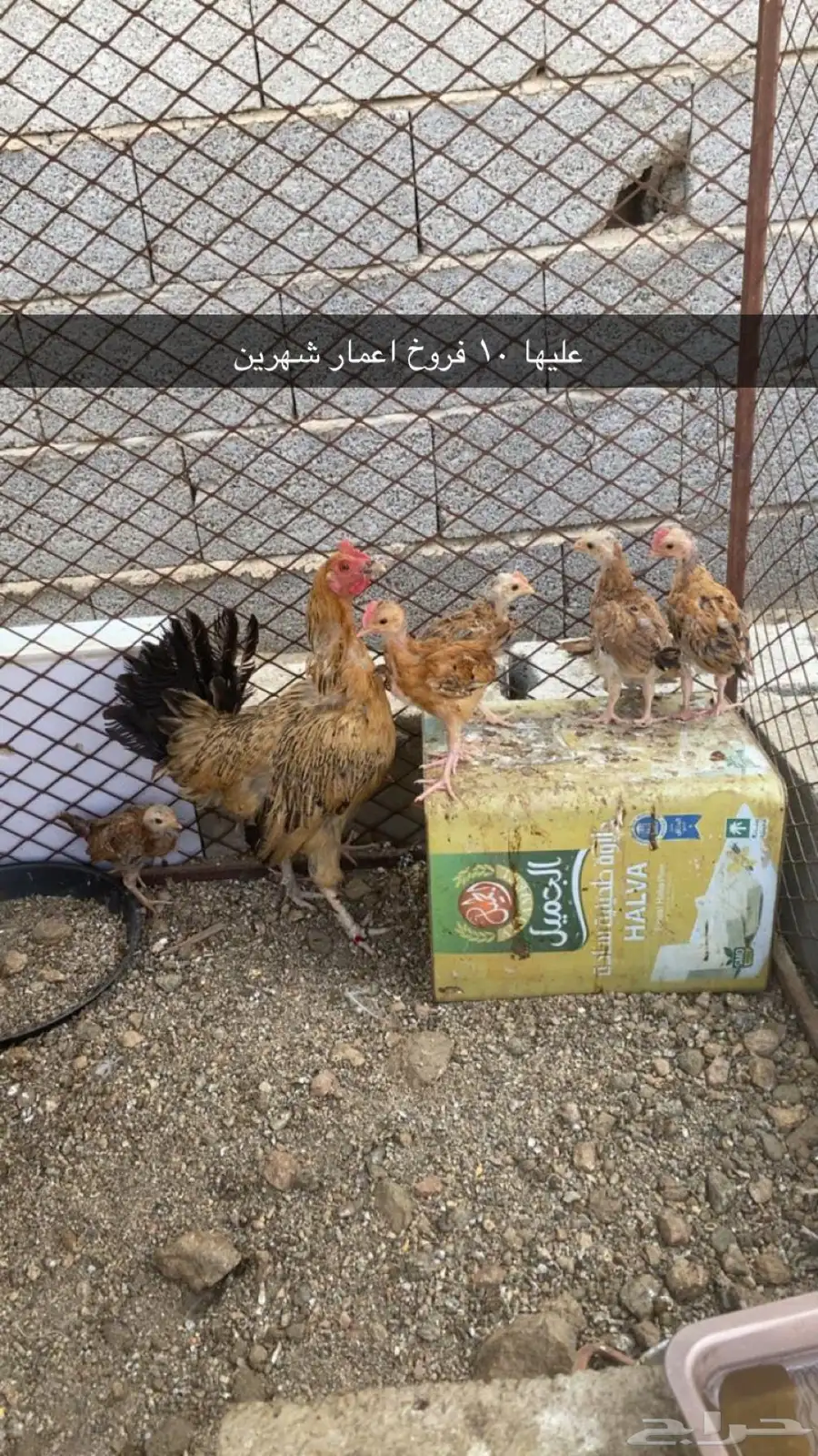 دجاجة اصيلة عليها 10 فروخ 0