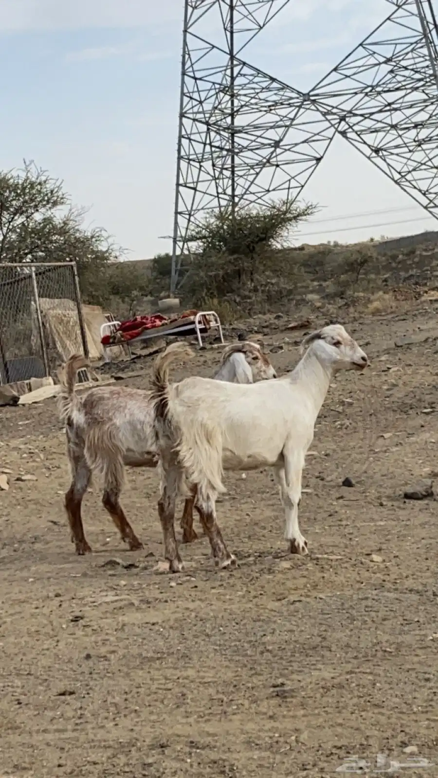معزا للبيع 3