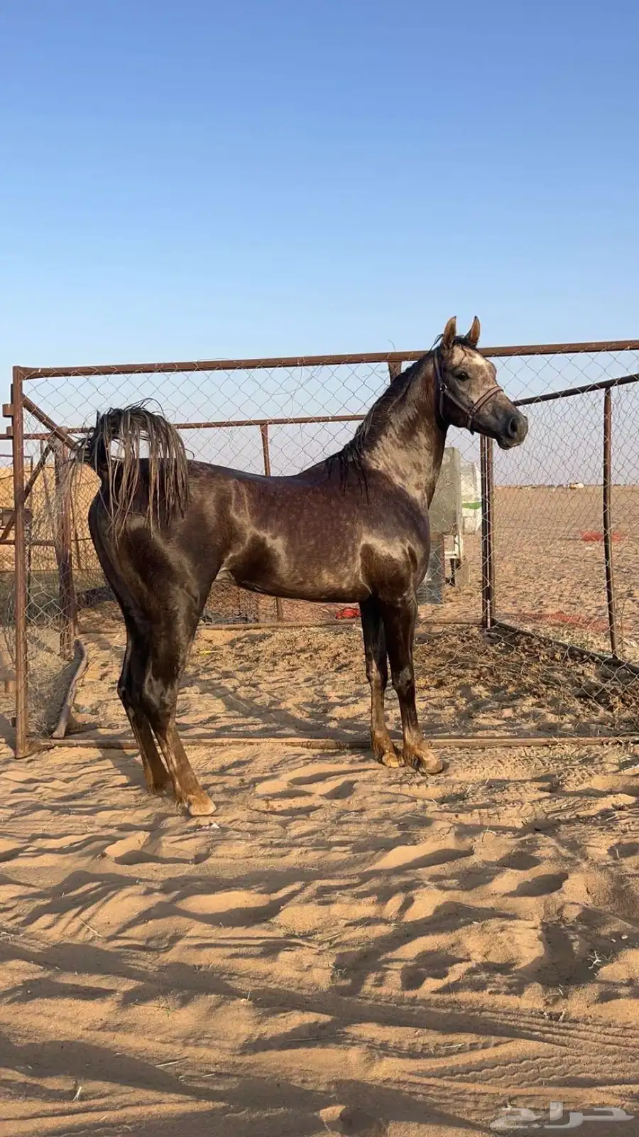 حصان شعبي 3