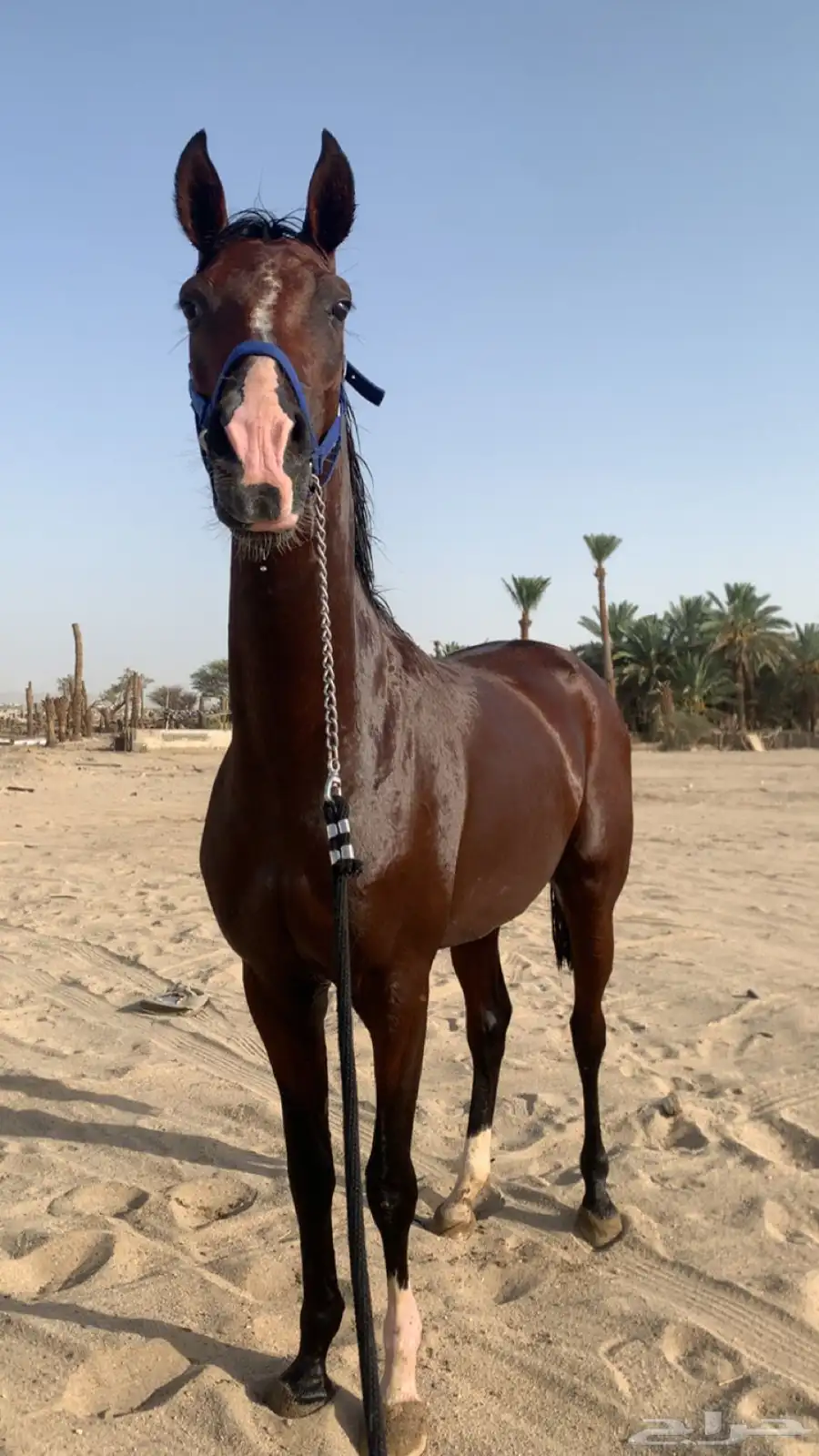 حصان شعبي كفو وسبوق ومحقق 0