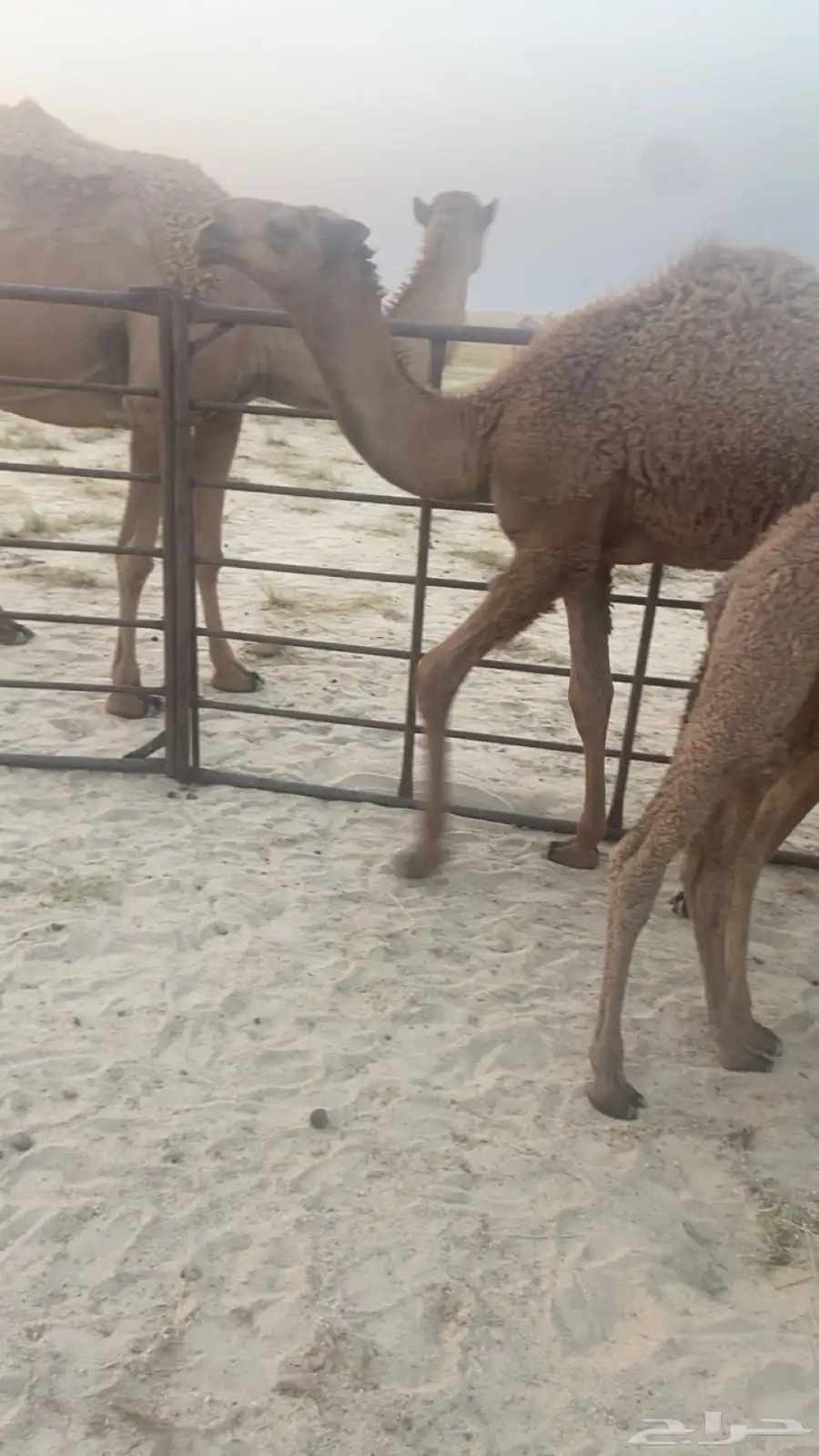 قعود 0