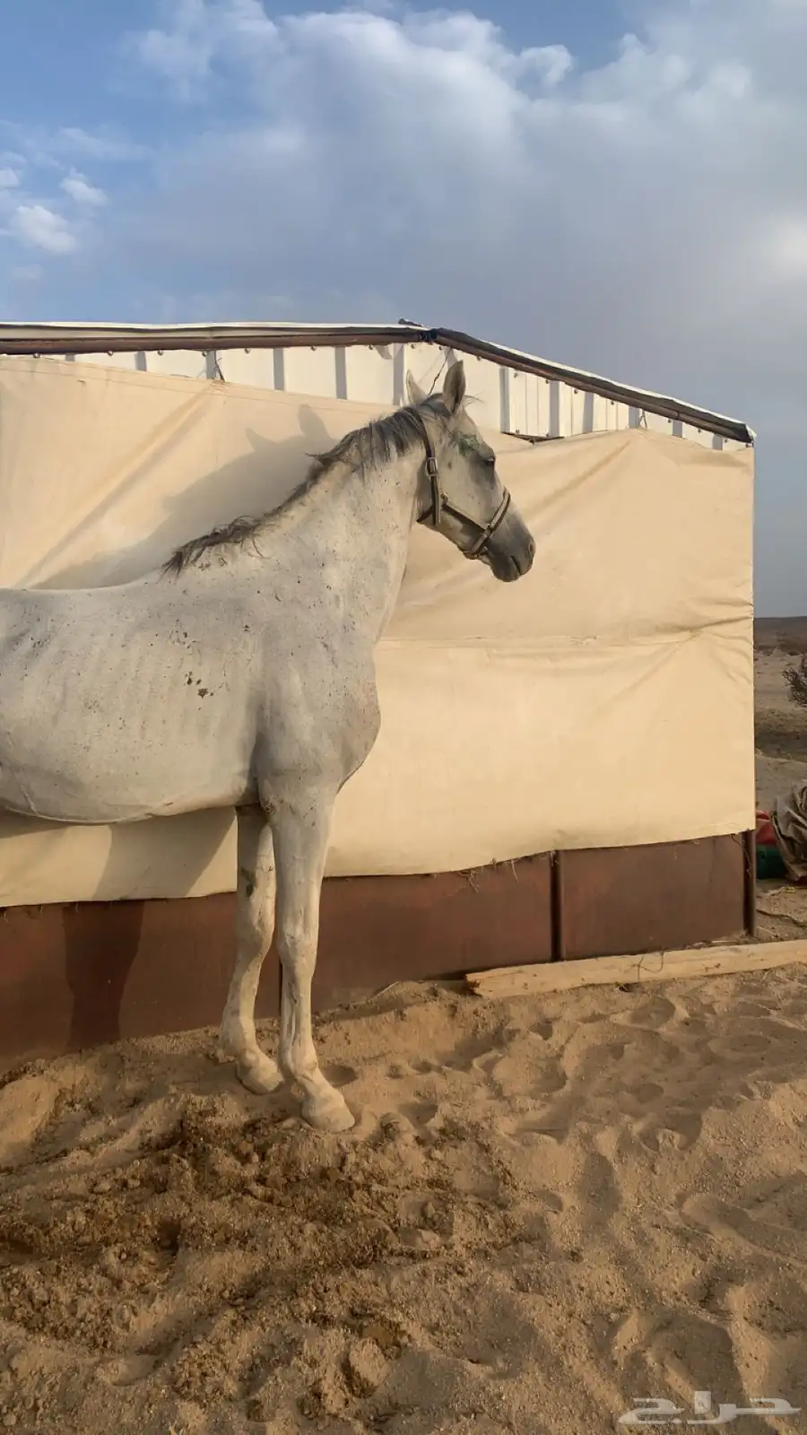 حصان شعبي 0