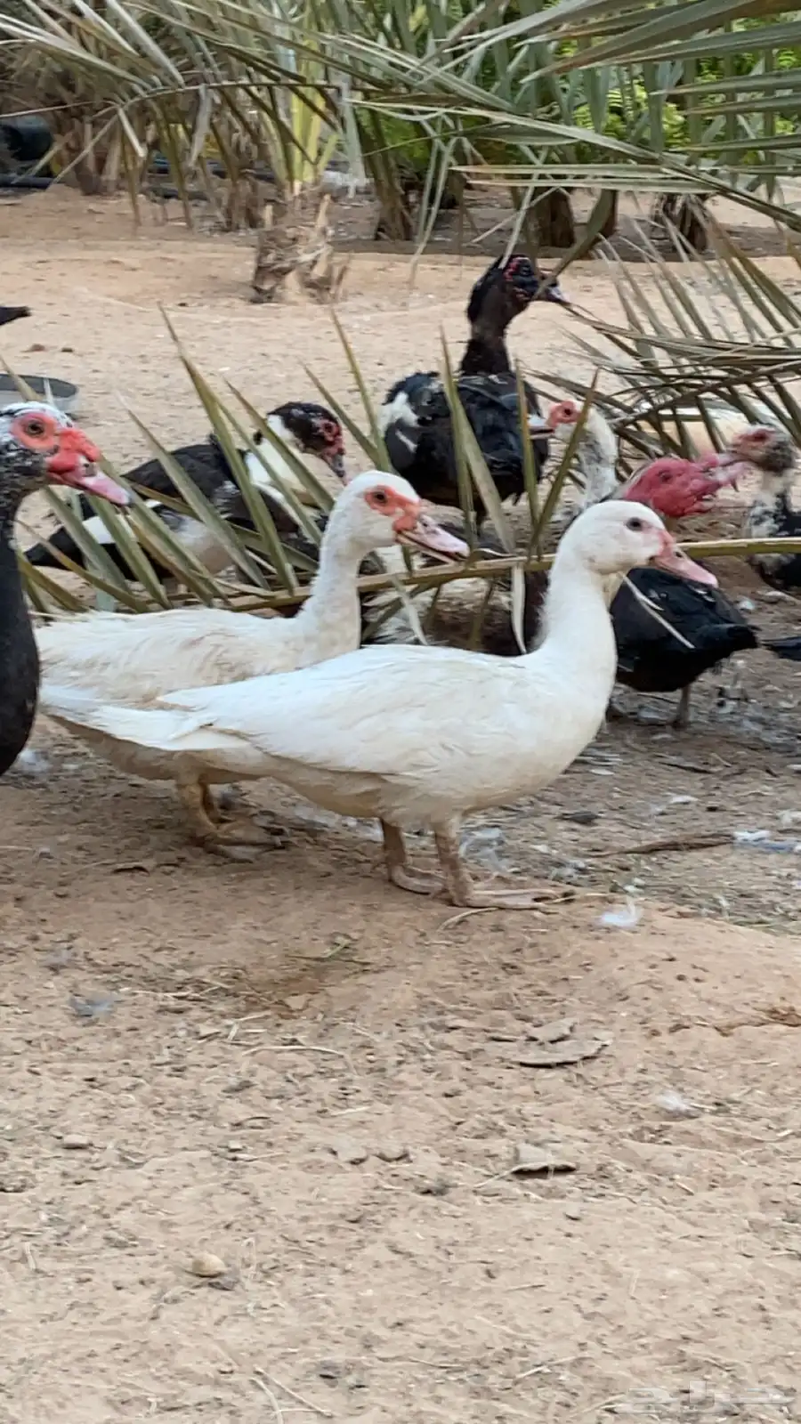 بح مسكوفي ذكور واناثي بياض وبشاير 2