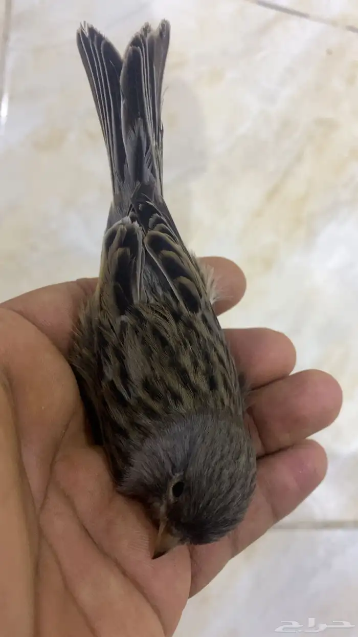 للبيع دكر كناري فاتح تغريد 0