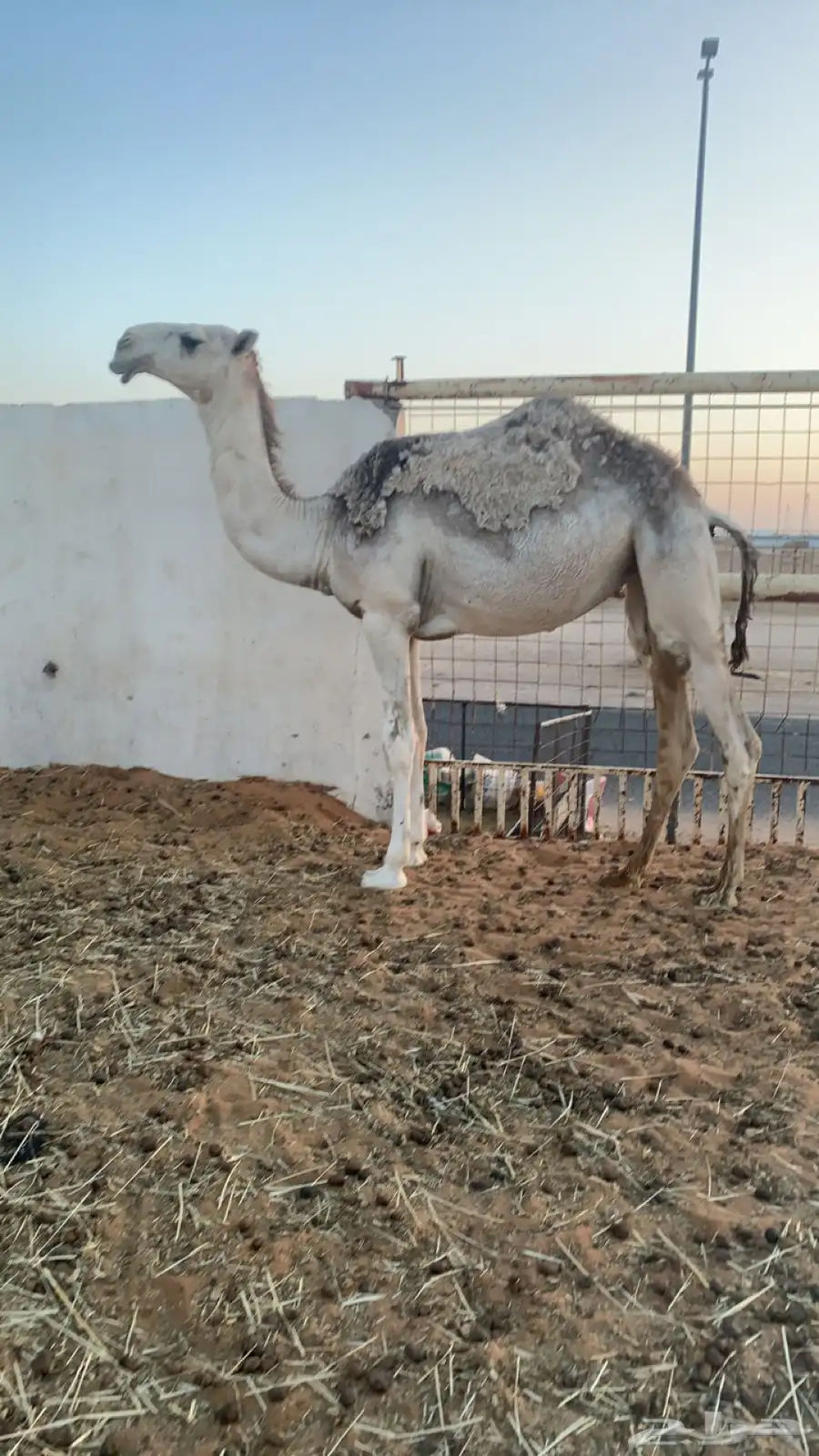 بكره مقروده 0