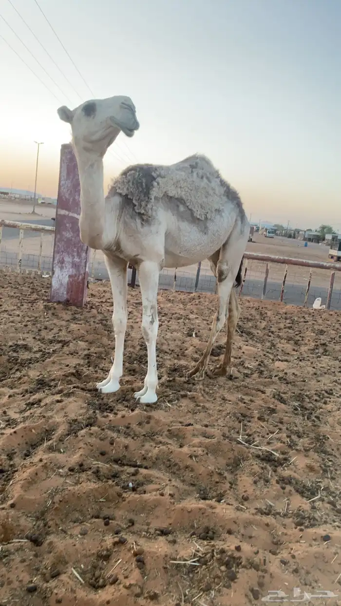 بكره مقروده تم البيع 6
