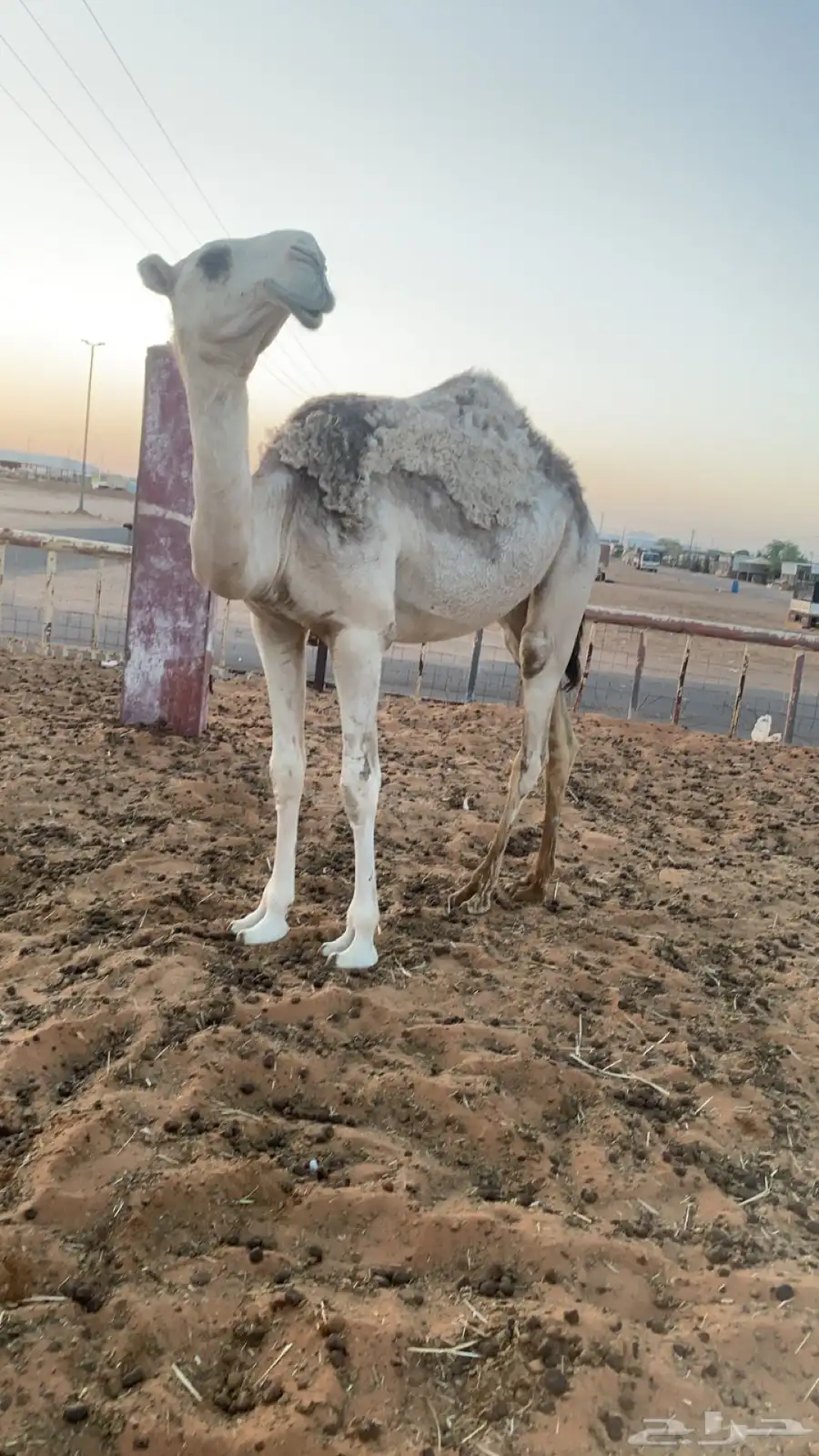 بكره مقروده 6