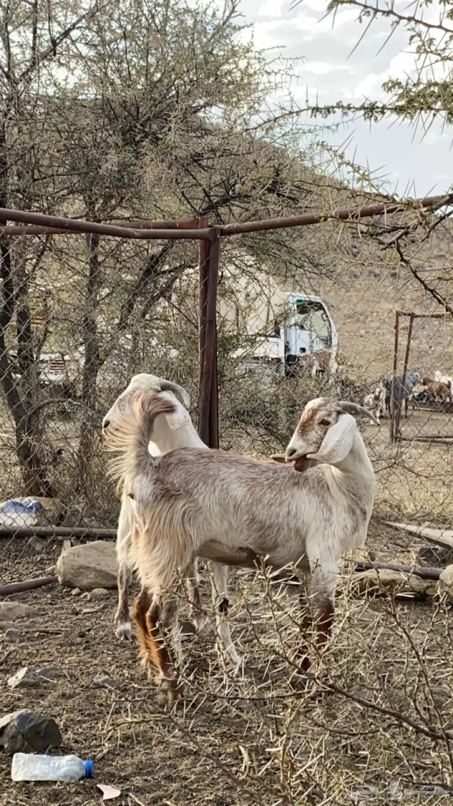 معزا للبيع 0