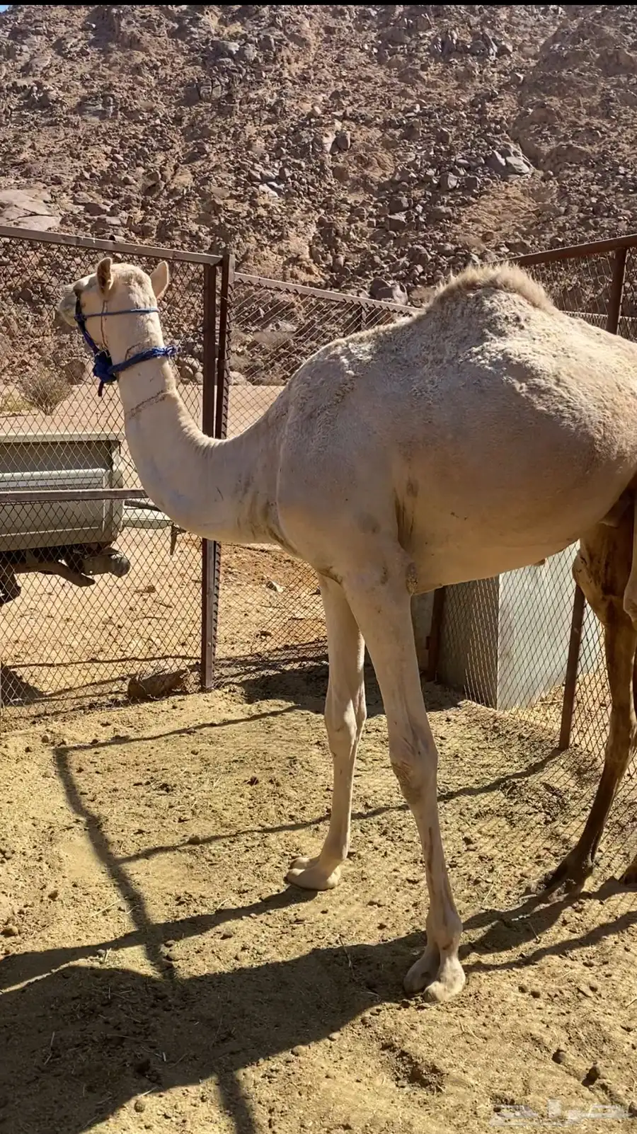 قعود للبيع 0