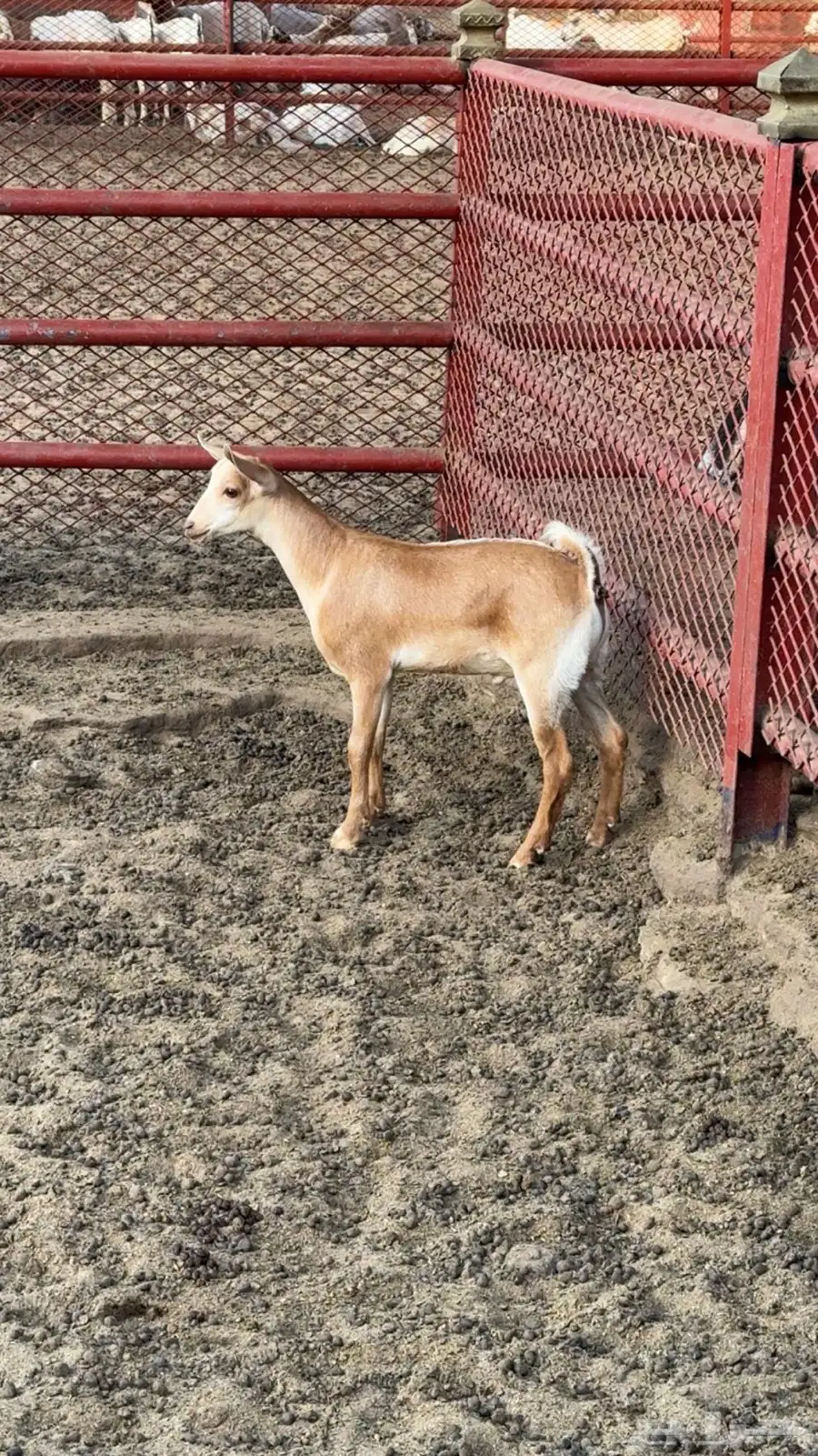 معز جبلي 0