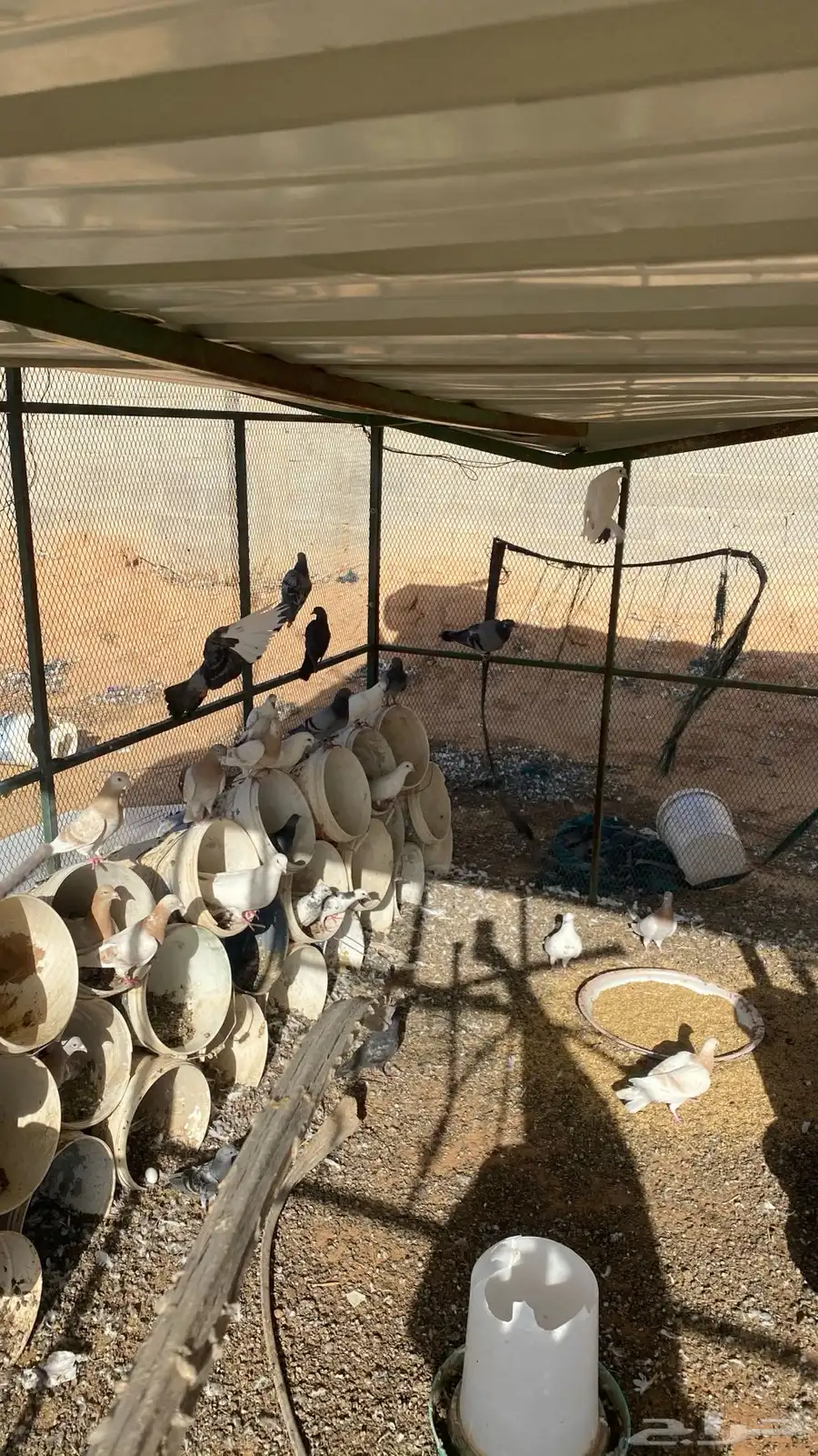 حمام 0