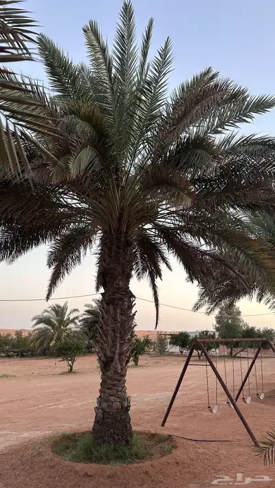 نخل للبيع 5