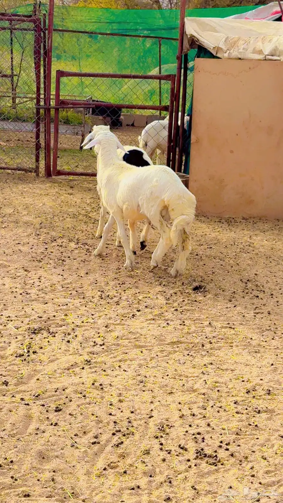 خرفان للبيع 3