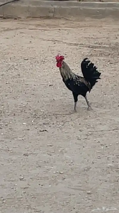 ديك فخم للبيع مكة المكرمة 1