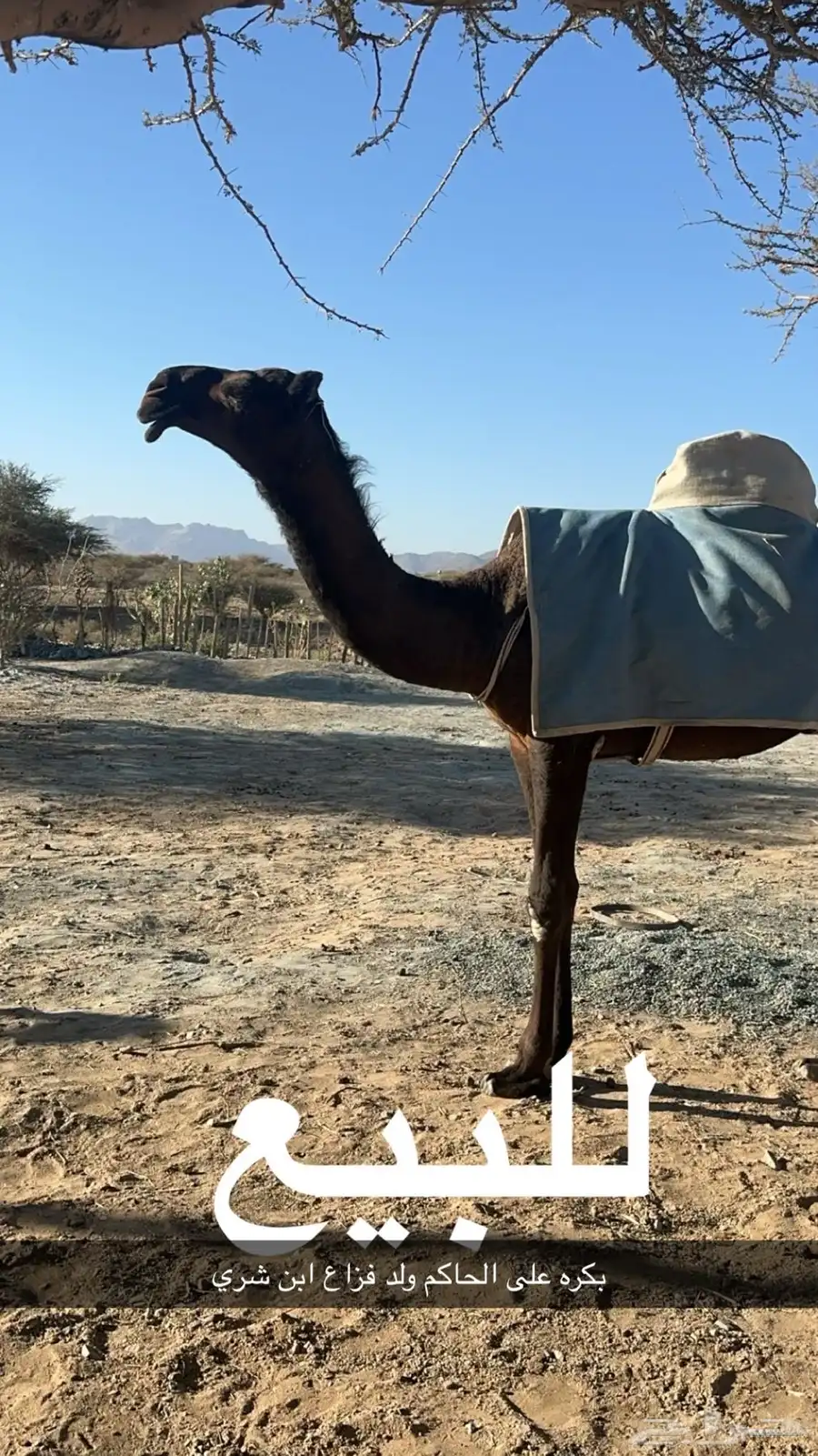بكره طيبه 3