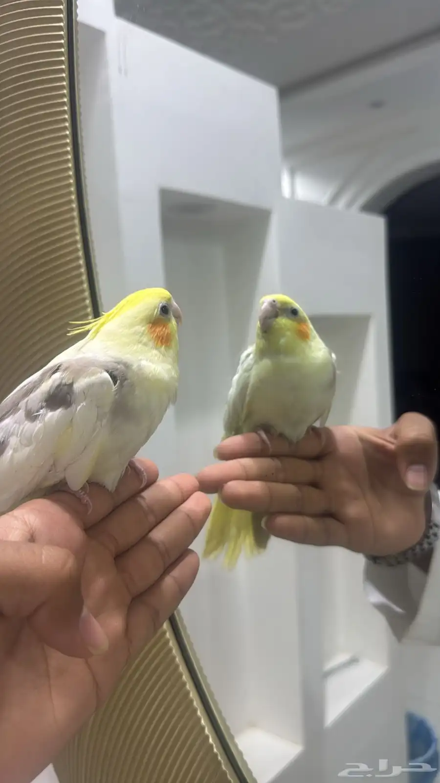 كروان اليف ويصلح للأطفال 2