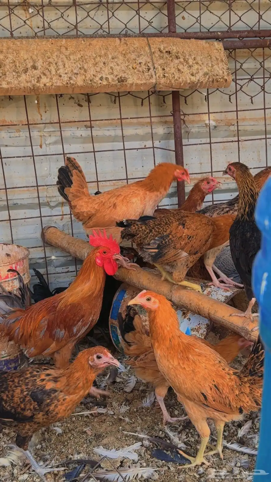 دجاج بشاير 6