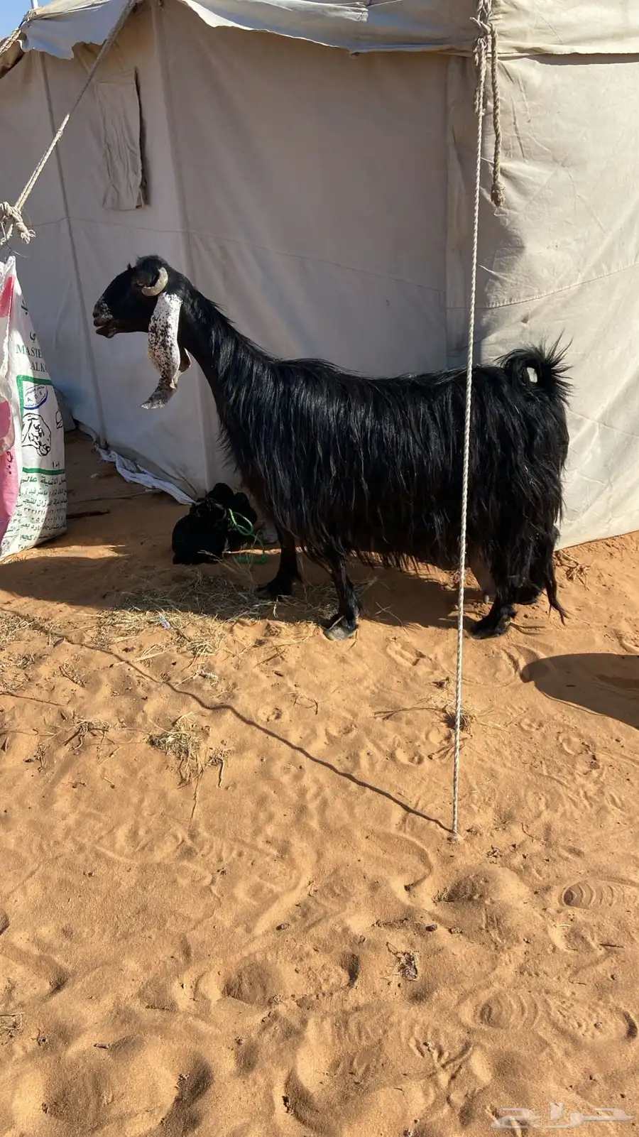 عنز صنف عارضيه والد معها جفره 1