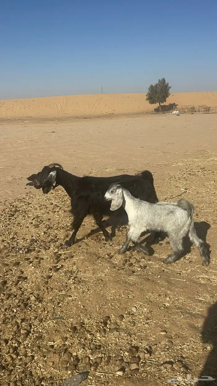 معزا على واحد تم البيع 2