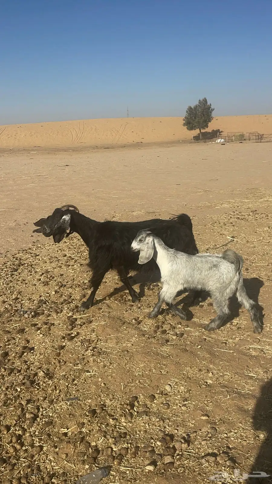 معزا على واحد تم البيع 2