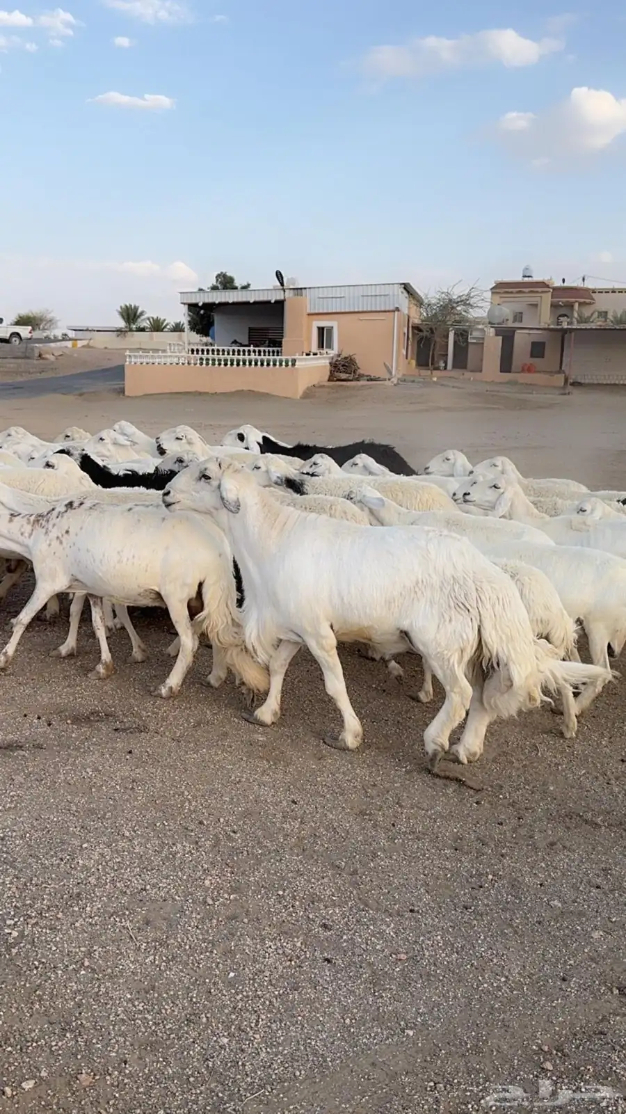 للبيع43 راس بالفحل كفو صنف الصنف 1