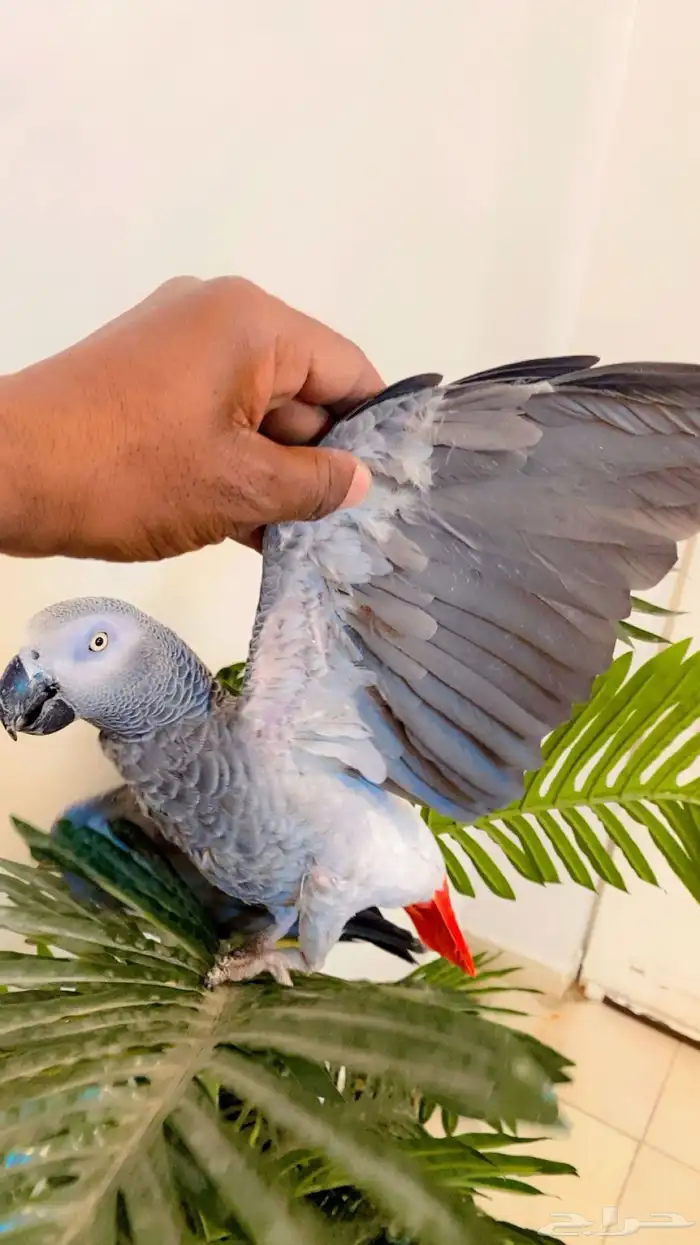 مشالله كاسكو 2