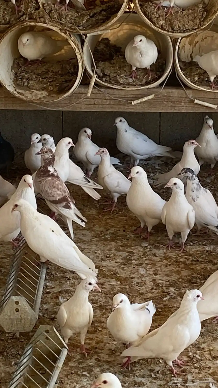 حمام لا البيع 0