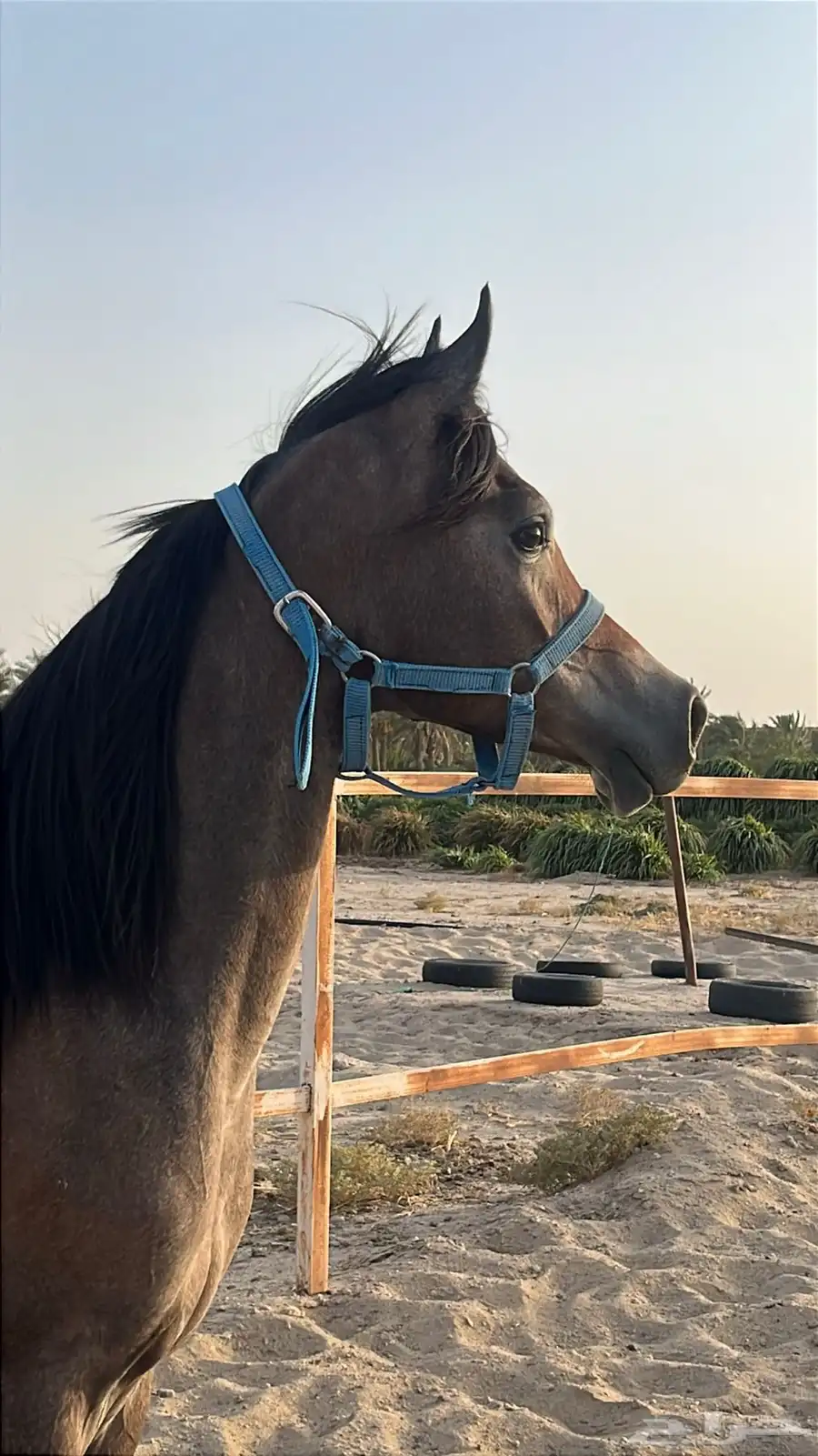 مهر واهو قطعه فاخره 3
