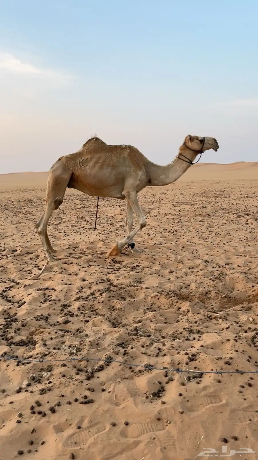 للبيع ركبي 1