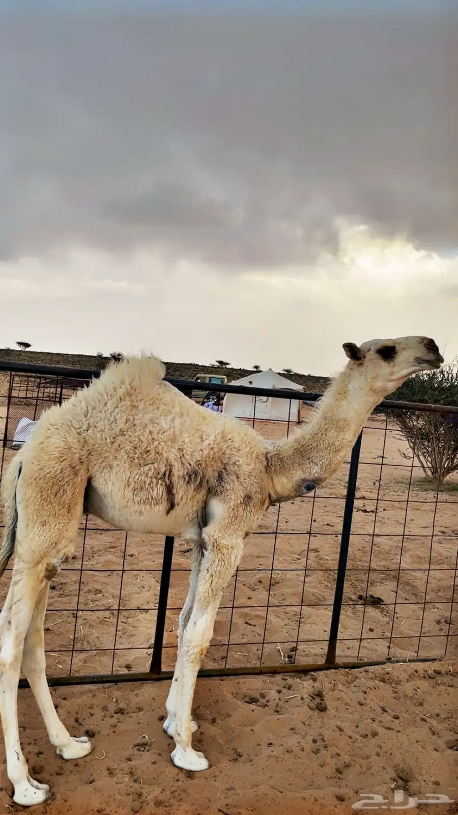 حوار للبيع من عيال بعارين ابن حميد 3