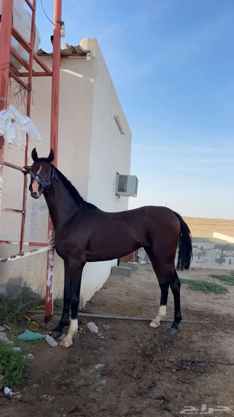 حصان شعبي كفو وسبوق ومحقق 3