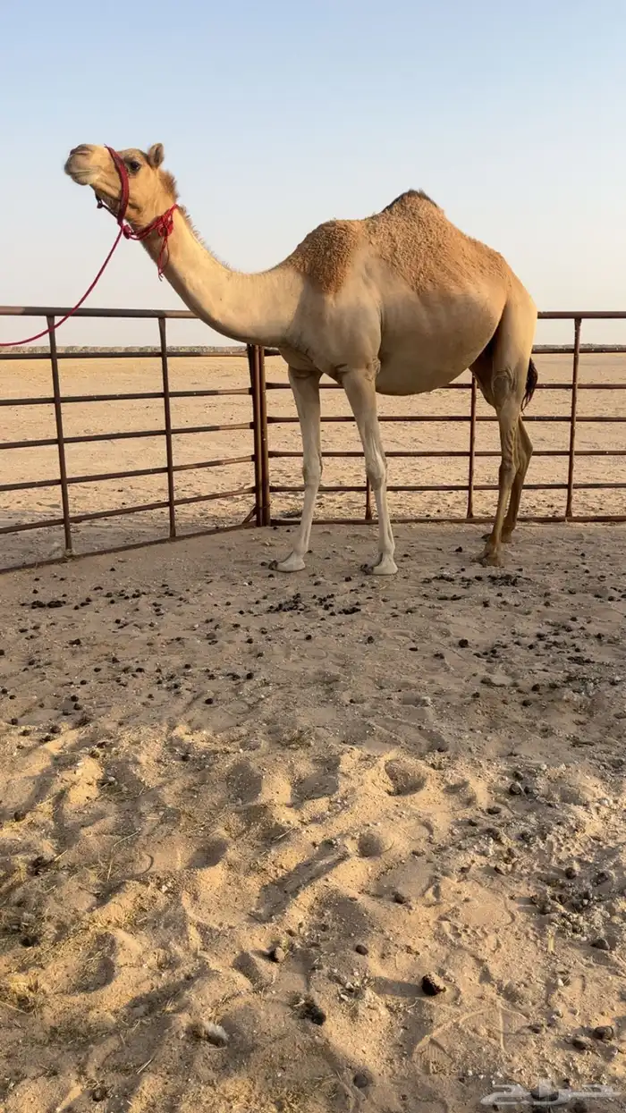 ناقه للبيع ذلول لقحه على راهي العقده 1