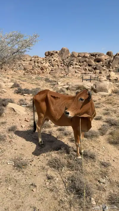 بقره دافع 1