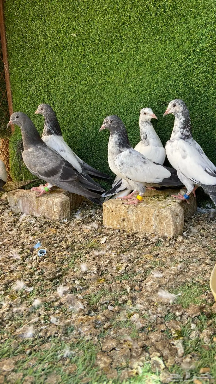 طبات هندي او باكستاني 0