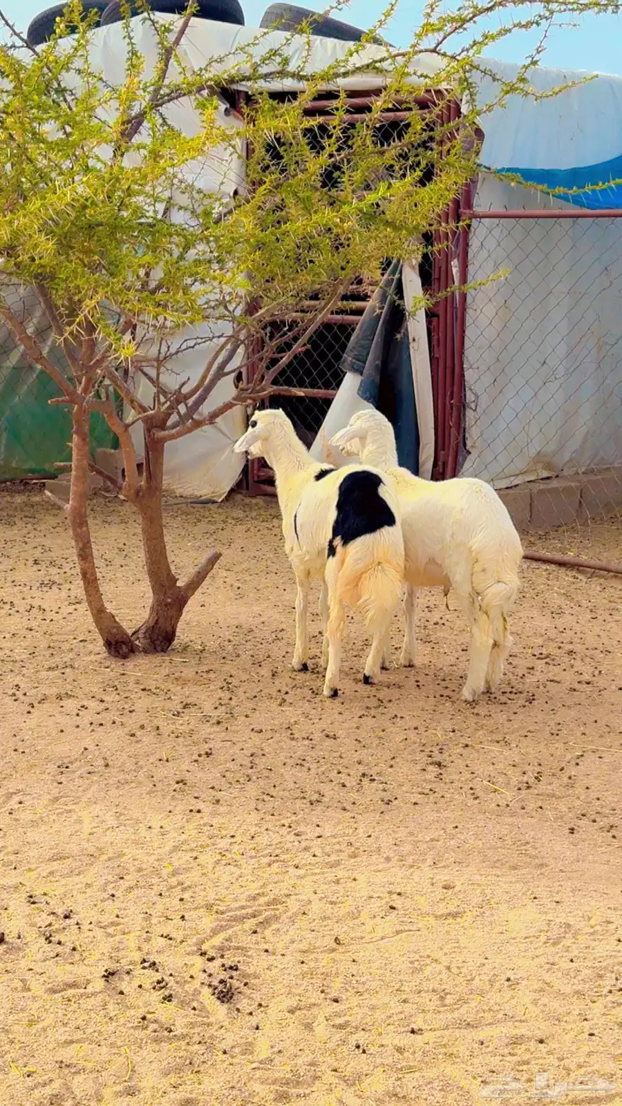 خرفان للبيع 0