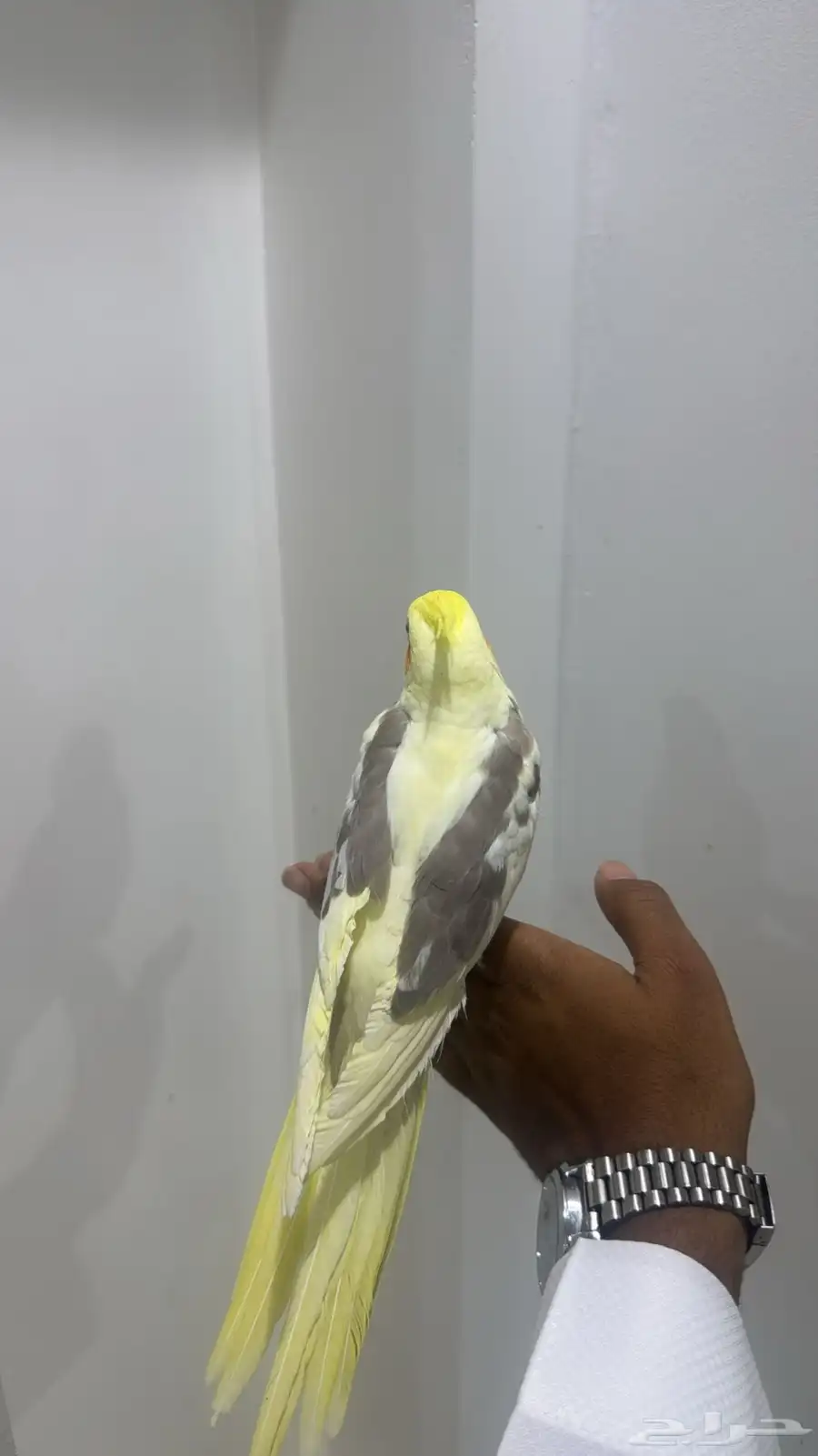 كروان اليف ويصلح للأطفال 3