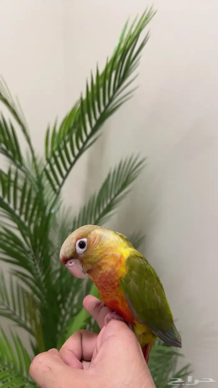 فرخ كنيور اناناس ريد فاكتور للبيع 2