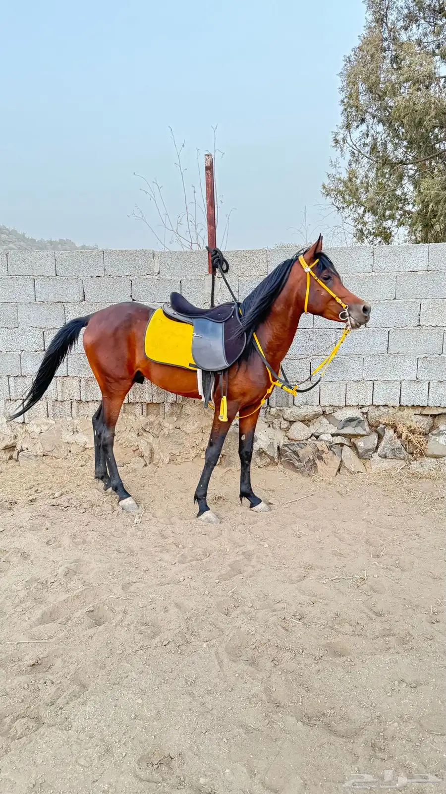 حصان شعبي العمر 3 سنوات اطباعه زينه حار ومعسوف 0
